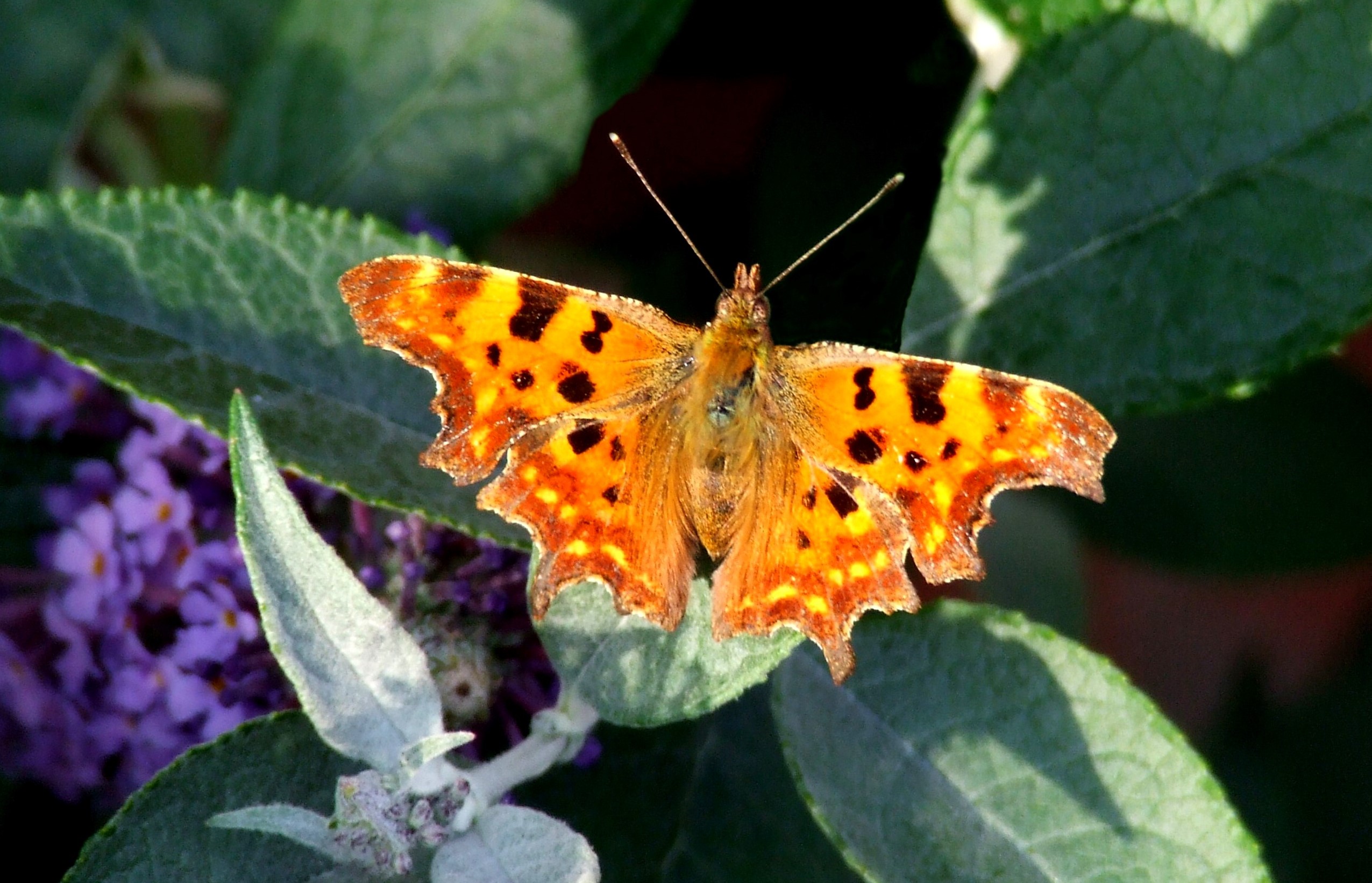 COMMA BUTTERFLY Bill Bagley Photography